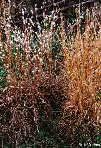 image of Anatherum virginicum var. virginicum, Broomsedge, Broomsedge Bluestem, Old-field Broomstraw, "Sedge Grass"